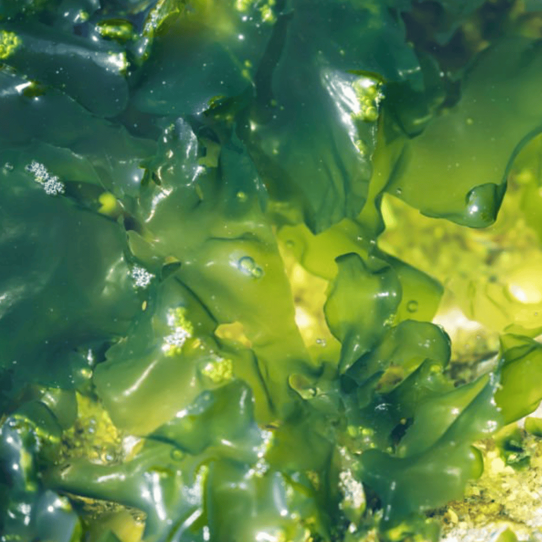 Close-up of green seaweed with water droplets on a sandy bottom